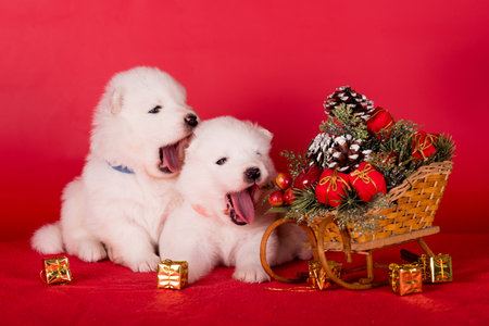 Christmas puppies. Samoyed puppies dogs on Christmas red background. Merry Christmasの写真素材