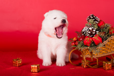 Christmas puppy. Samoyed puppy dog on Christmas red background. Merry Christmasの写真素材