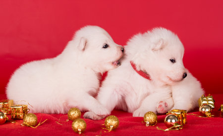 Christmas puppies. Two Samoyed puppies dogs on Christmas red background. Merry Christmasの写真素材