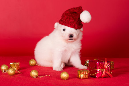 Christmas Santa puppy in a hat. Samoyed puppy dog on Christmas red background. Merry Christmasの写真素材
