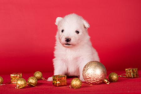 Christmas puppy. Samoyed puppy dog on Christmas red background. Merry Christmasの写真素材