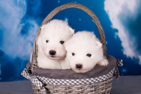 Two White fluffy small Samoyed puppies dogs are on blue backgroundの写真素材