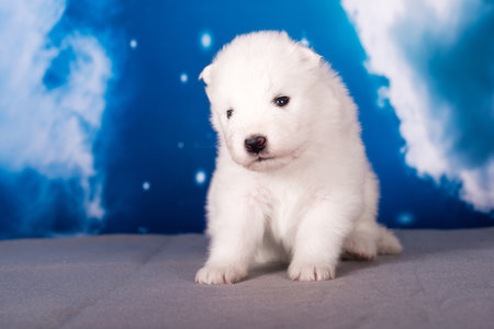 White fluffy small Samoyed puppy dog is on blue backgroundの写真素材
