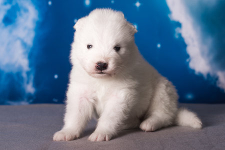 White fluffy small Samoyed puppy dog is on blue backgroundの写真素材