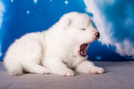 White fluffy small Samoyed puppy dog is on blue backgroundの写真素材
