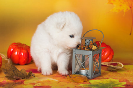 Samoyed white dog lies in the autumn leaves with pumpkin. Halloweenの写真素材