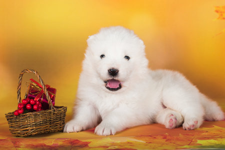 White fluffy Samoyed puppy dog with small basket of autumn rowan berriesの写真素材