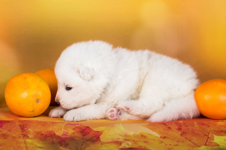White fluffy Samoyed puppy dog with orangeの写真素材