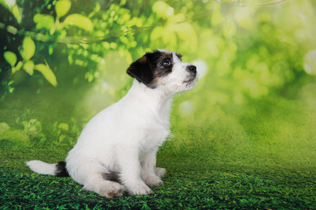 Jack Russell Terrier puppy broken-coated dog on a green backgroundの写真素材