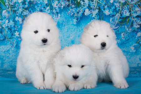 Three White fluffy small Samoyed puppies dogs are sitting on blue background with blue flowersの写真素材