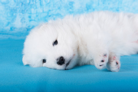White fluffy small Samoyed puppy dog is sleeping on blue backgroundの写真素材