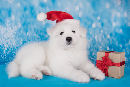 White funny Samoyed puppy dog in red Santa Claus hat with giftの写真素材