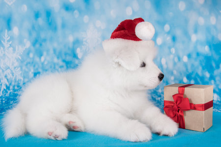White funny Samoyed puppy dog in red Santa Claus hat with giftの写真素材