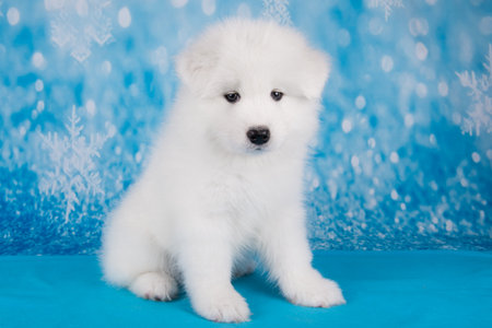 White fluffy small Samoyed puppy dog is sitting on blue blanketの写真素材