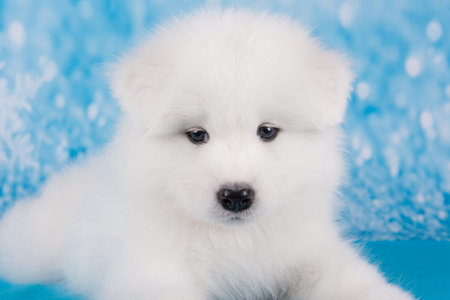 White fluffy small Samoyed puppy dog muzzle close upの写真素材
