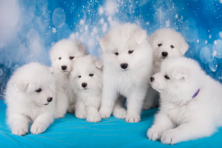 White six fluffy small Samoyed puppies are sitting on blue blanketの写真素材