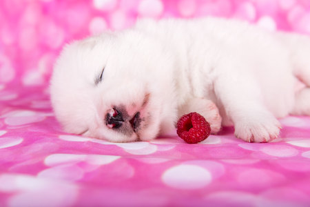 White fluffy small Samoyed puppy dog and one large raspberry on pink backgroundの写真素材