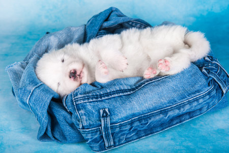 White fluffy small Samoyed puppy dog on blue jeans backgroundの写真素材