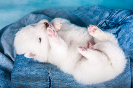 White fluffy small Samoyed puppy dog on blue jeans backgroundの写真素材