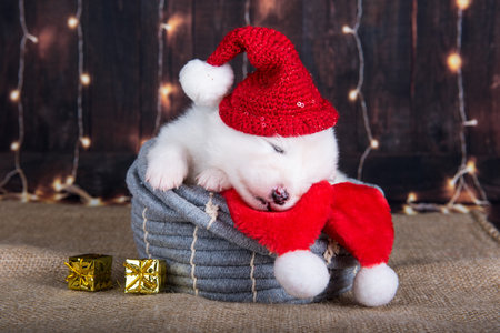 Samoyed puppy dog in Santa Claus hatの写真素材