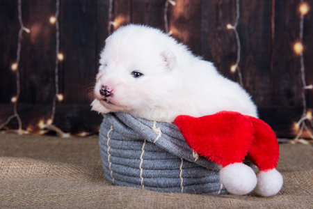 Samoyed puppy dog in a Christmas gift boxの写真素材