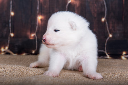Samoyed puppy dog in front of dark background with lightの写真素材