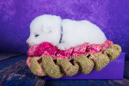 White fluffy small Samoyed puppy dog in a gift boxの写真素材