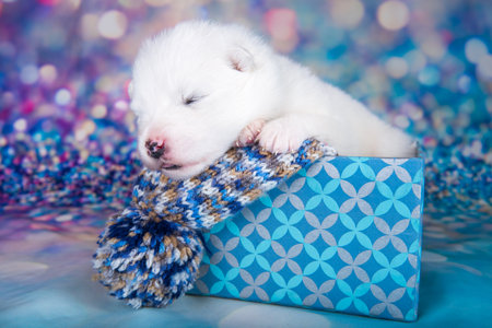 White fluffy Samoyed puppy dog in a Christmas gift boxの写真素材