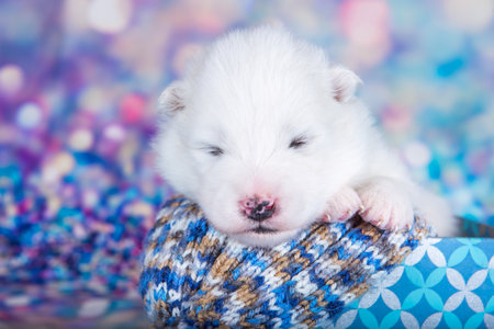 White fluffy Samoyed puppy dog in a Christmas gift boxの写真素材
