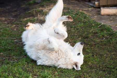 White Swiss Shepherd dog outdoors for a walk. Funny dog poseの写真素材