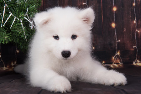 Samoyed puppy with Christmas tree. Christmas greeting card with Samoyed dog. Happy New Yearの写真素材