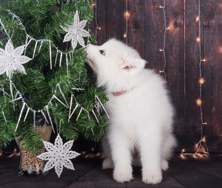 Samoyed puppy with Christmas tree. Christmas greeting card with Samoyed dog. Happy New Yearの写真素材
