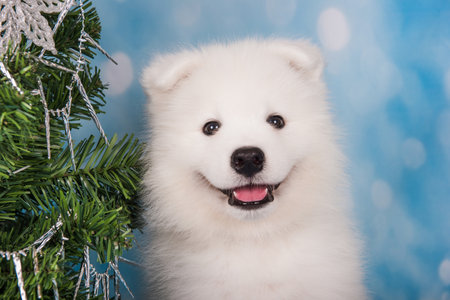 Samoyed puppy with Christmas tree. Christmas greeting card with Samoyed dog. Happy New Yearの写真素材