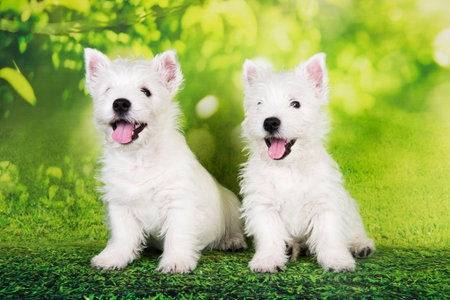 Two West Highland White Terrier dogs puppies with on green grass backgroundの写真素材