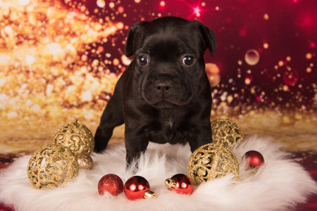 Black Staffordshire Bull Terrier dog or AmStaff puppy on red backgroundの写真素材