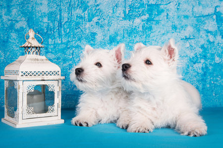 Two West Highland White Terrier dogs puppies with lantern candlestick on blue backgroundの写真素材