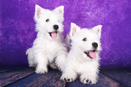 Two West Highland White Terrier dogs puppies with on purple backgroundの写真素材