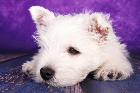 West Highland White Terrier puppy on a purple background in studioの写真素材