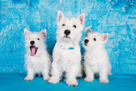 West Highland White Terrier dogs puppies family on blue backgroundの写真素材