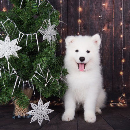 Samoyed puppy with Christmas tree. Christmas greeting card with Samoyed dog. Happy New Yearの写真素材