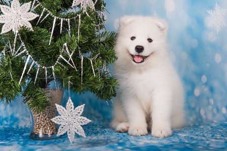 Samoyed puppy with Christmas tree. Christmas greeting card with Samoyed dog. Happy New Yearの写真素材