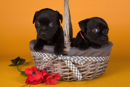Two American Staffordshire Bull Terrier dogs puppies in a basket yellow backgroundの写真素材