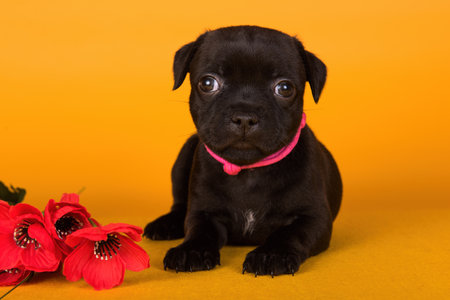 American Staffordshire Bull Terrier dog puppy with red poppies in a yellow backgroundの写真素材
