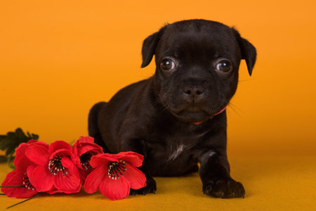 American Staffordshire Bull Terrier dog puppy with red poppies in a yellow backgroundの写真素材