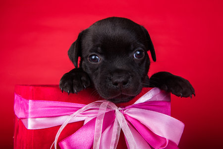 American Staffordshire Bull Terrier dog puppy in a box with bow on red backgroundの写真素材