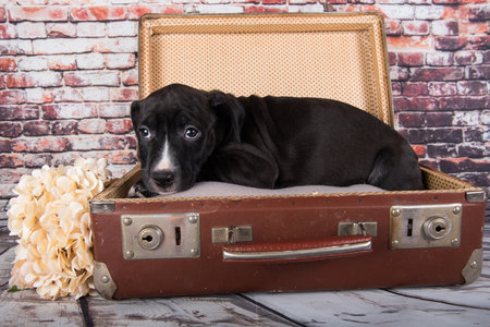 American Staffordshire Terrier dog or AmStaff puppy in a retro suitcase on brick wall backgroundの写真素材