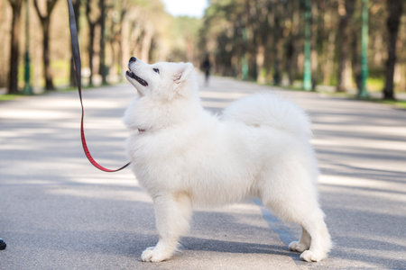Samoyed white dog on a leash on park road Mezaparks, Latvia.の写真素材