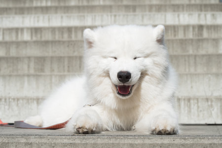 Dog smile. White Samoyed puppy dog smiles muzzle outsideの写真素材