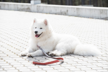 Samoyed white dog on a leash on park roadの写真素材