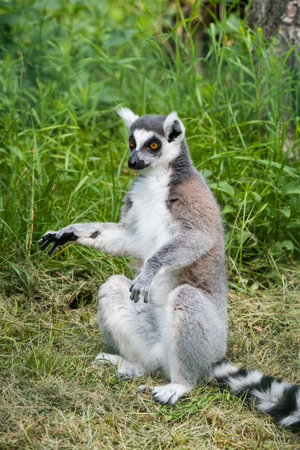 Ring Tailed Lemur with long, black and white ringed tail.